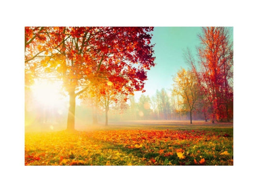 The Forest as a Symbol