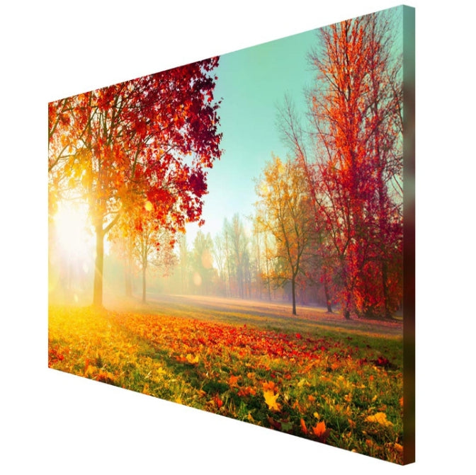 The Forest as a Symbol